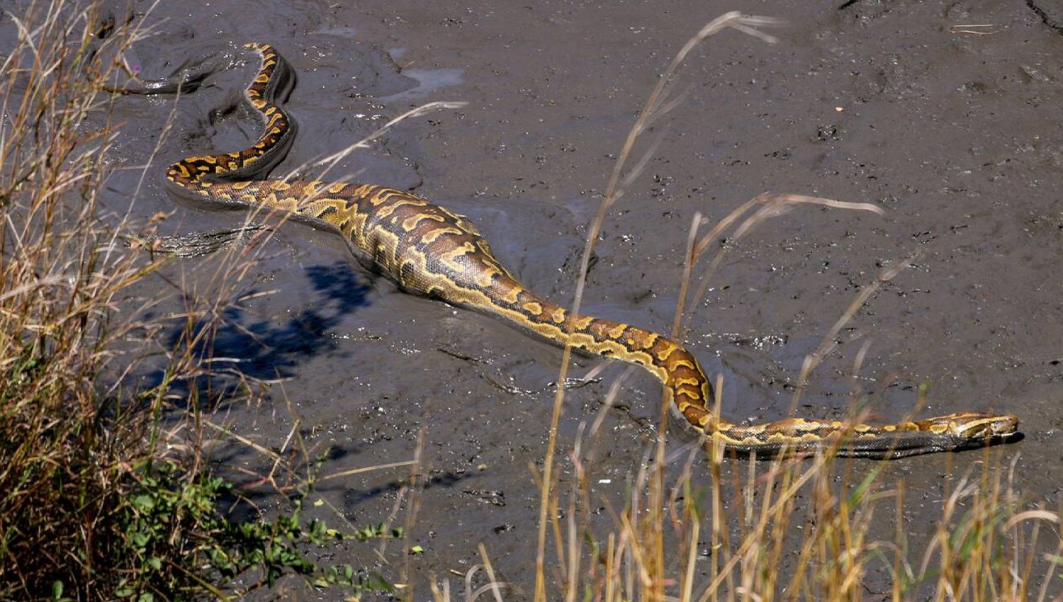 facts about the African Rock Python
