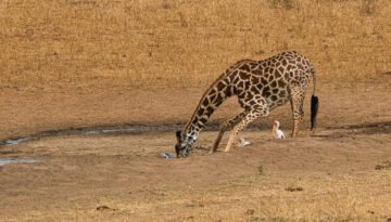 Facts about Masai giraffe