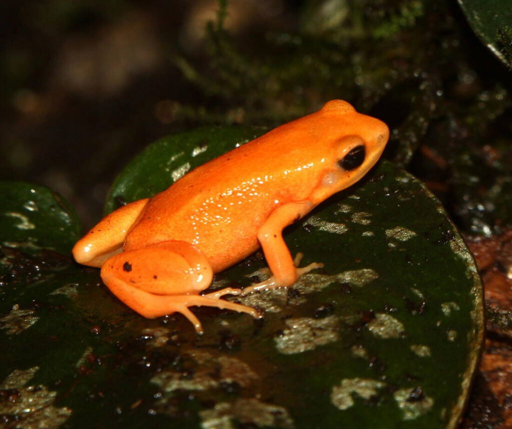 facts about the Tomato Frog
