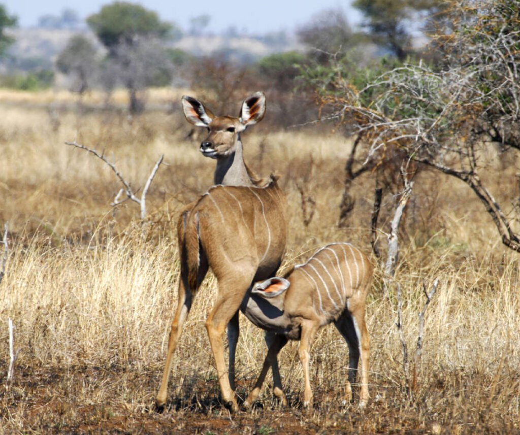 facts about the greater kudu