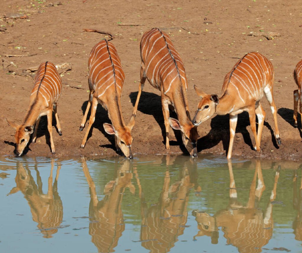 facts about the nyala