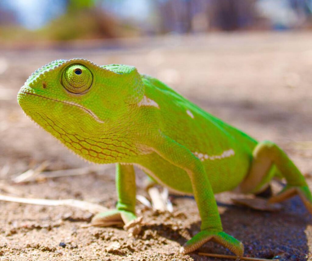 facts about the flap-necked chameleon