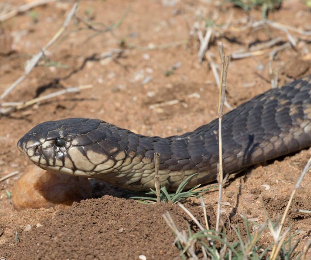 facts about the Forest Cobra