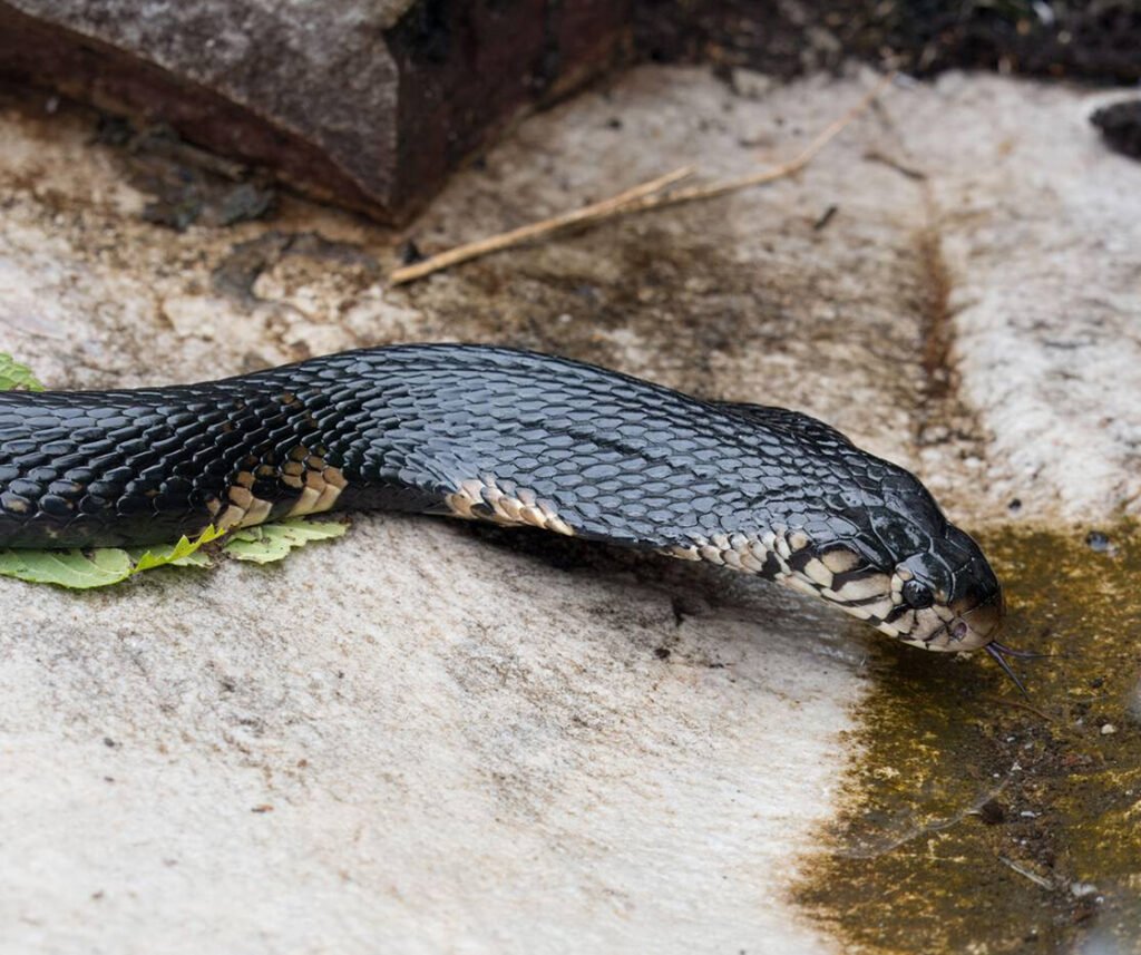 facts about the Forest Cobra