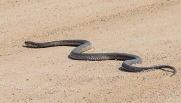 facts about the Forest Cobra