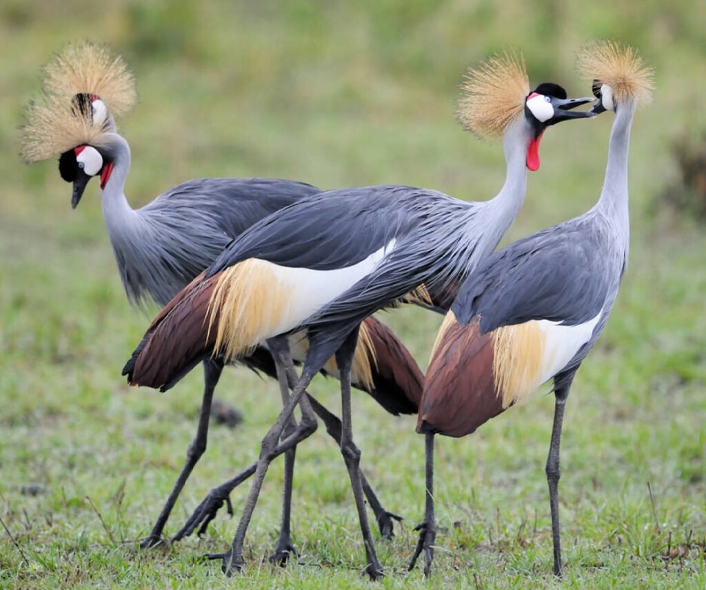 facts about the flamingo