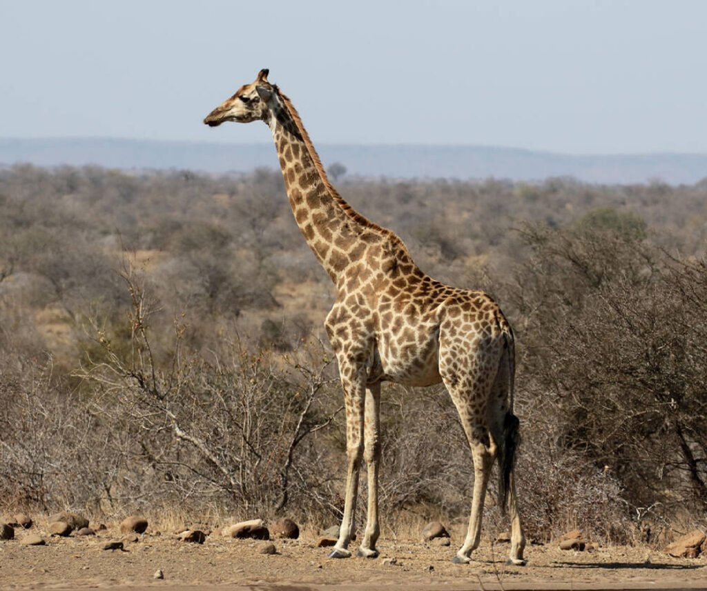 facts about northern giraffe