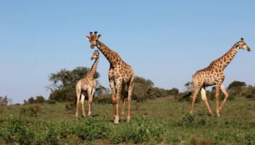 facts about northern giraffe