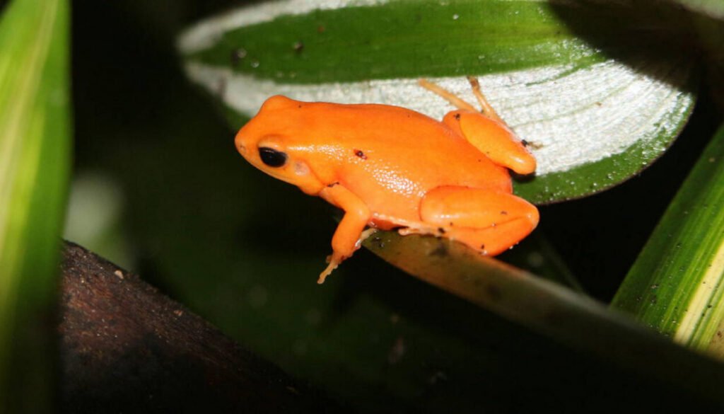 facts about the Tomato Frog