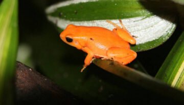 facts about the Tomato Frog