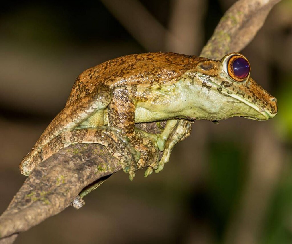facts about the Goliath Frog