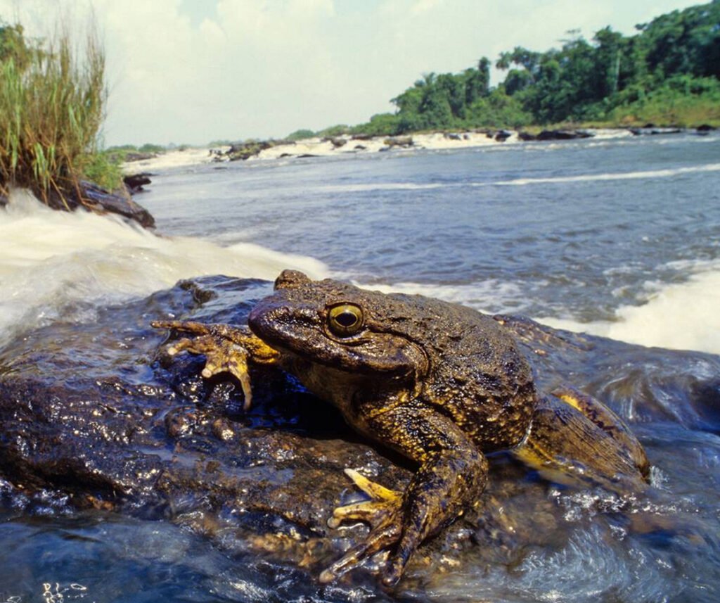 facts about the Goliath Frog