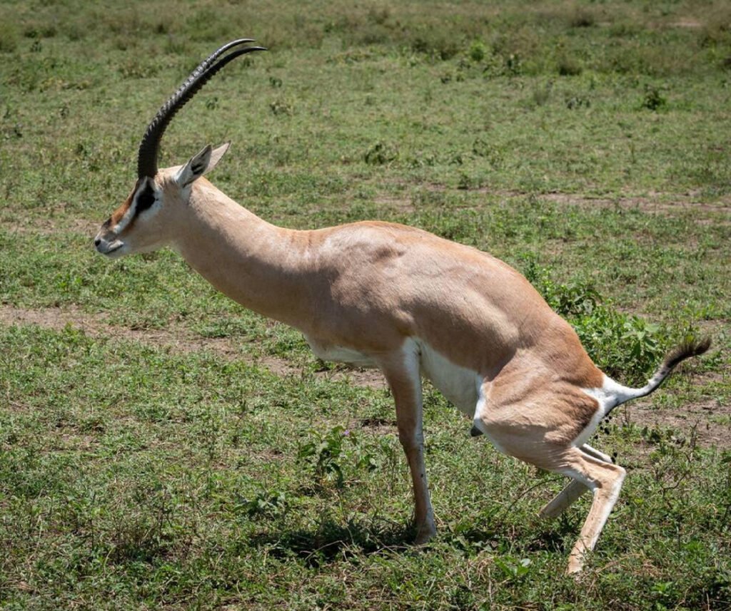facts about the grant’s gazelle