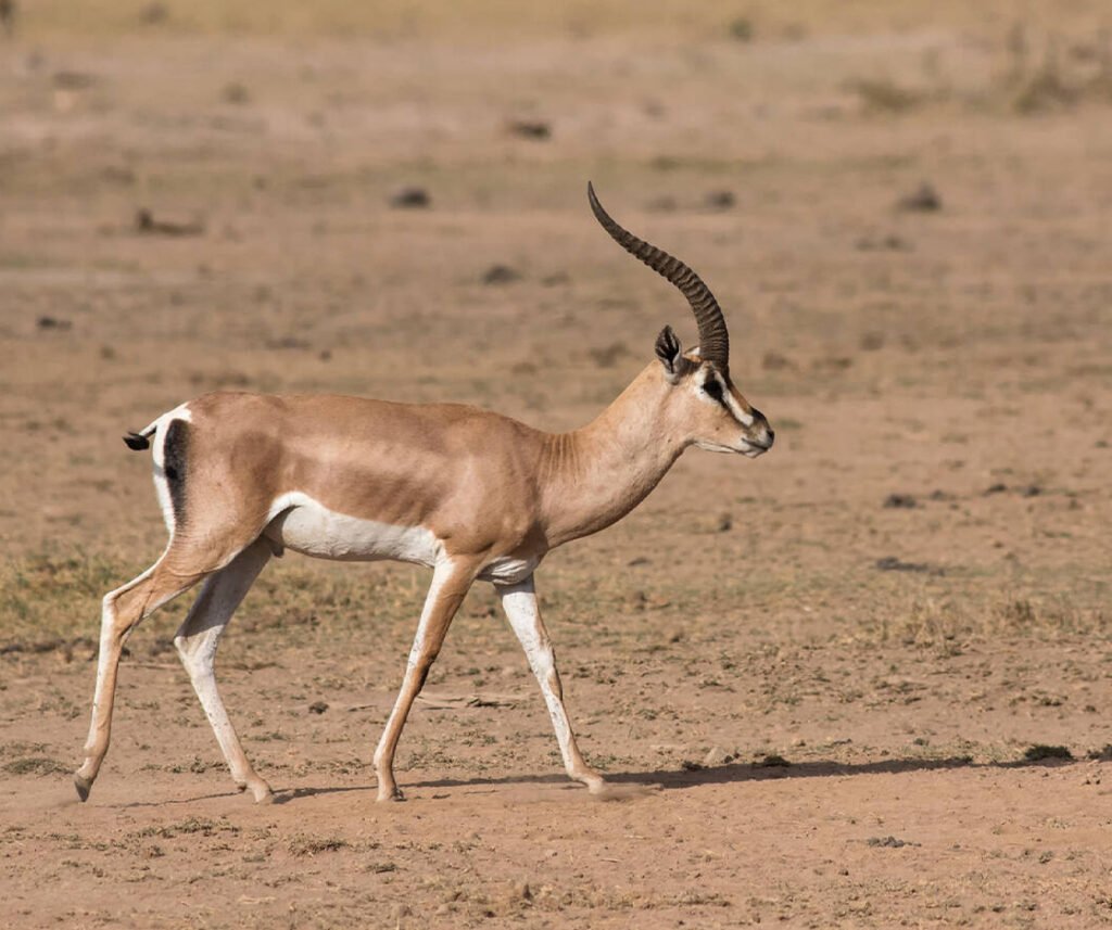 facts about the grant’s gazelle