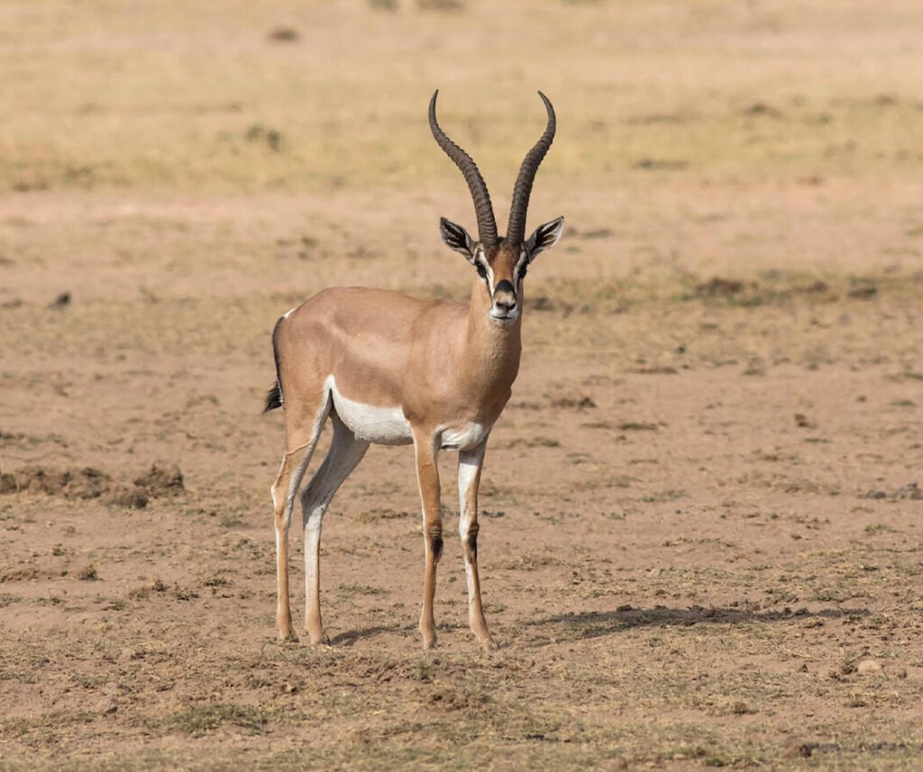facts about the grant’s gazelle