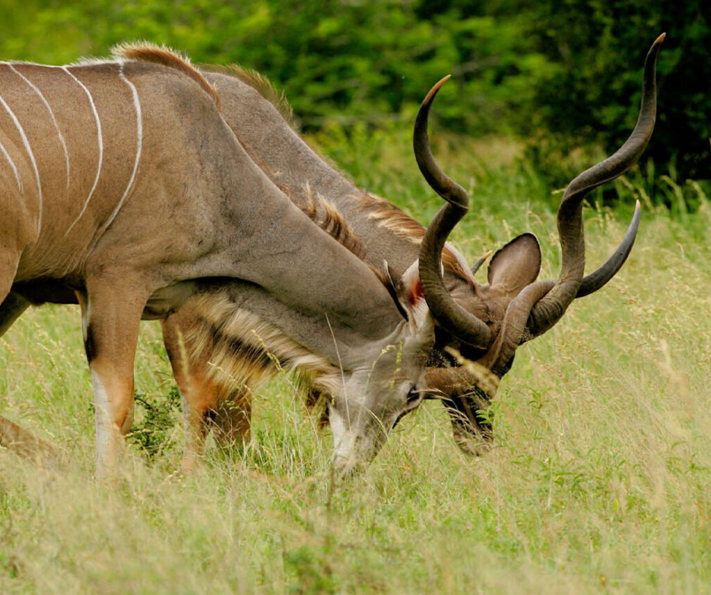 facts about the greater kudu