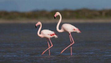 facts about the flamingo