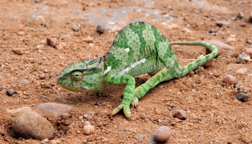 facts about the flap-necked chameleon