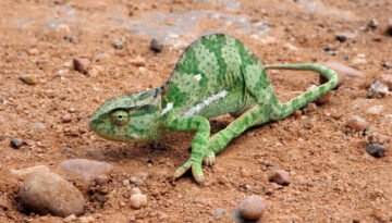 facts about the flap-necked chameleon
