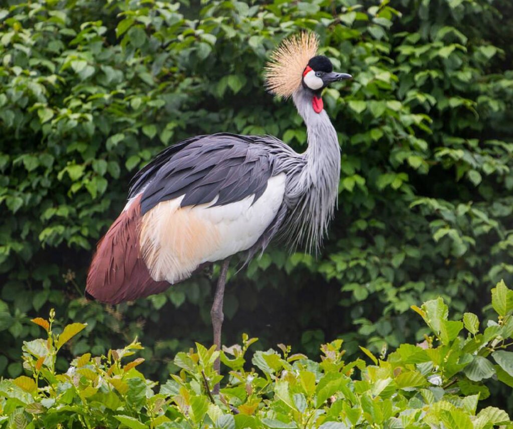 facts about the flamingo