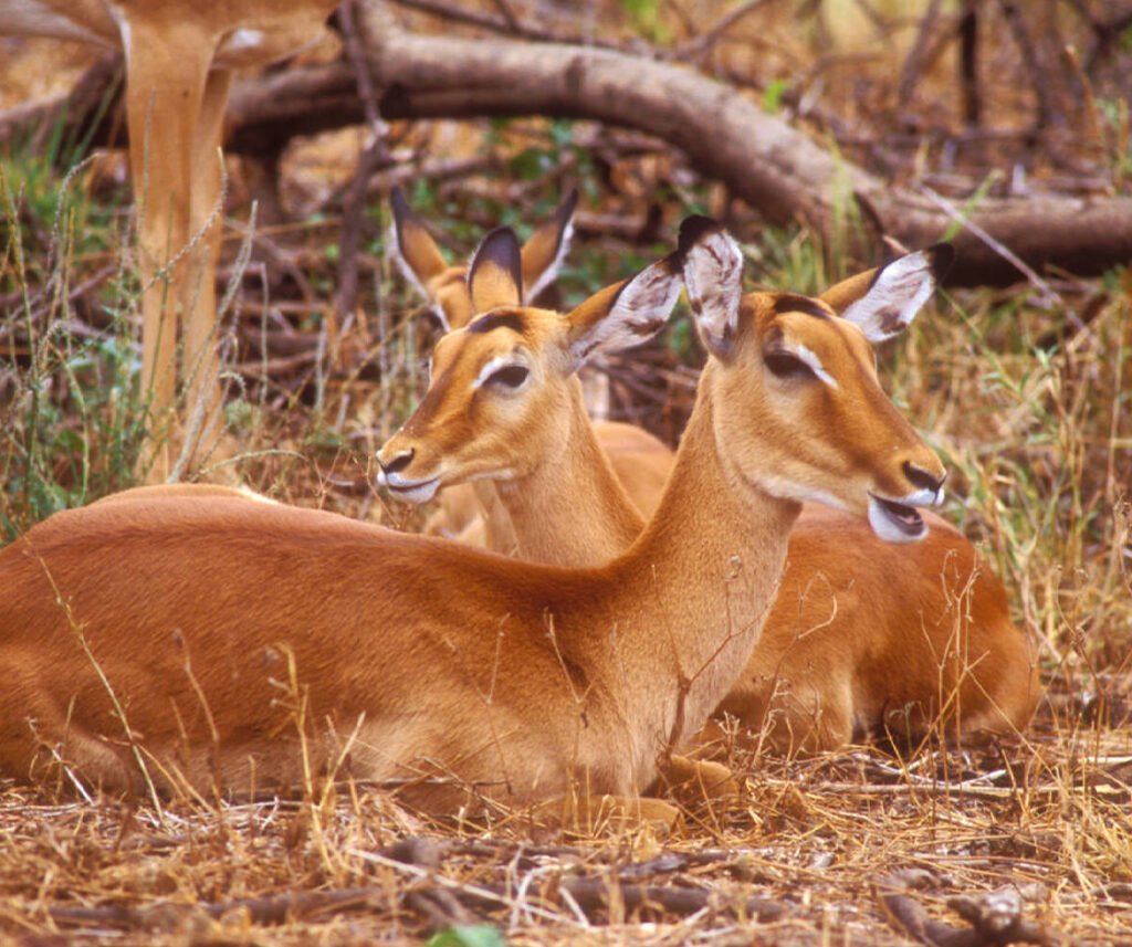 facts about the impala