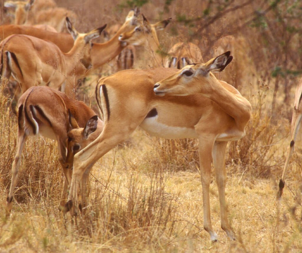 facts about the impala