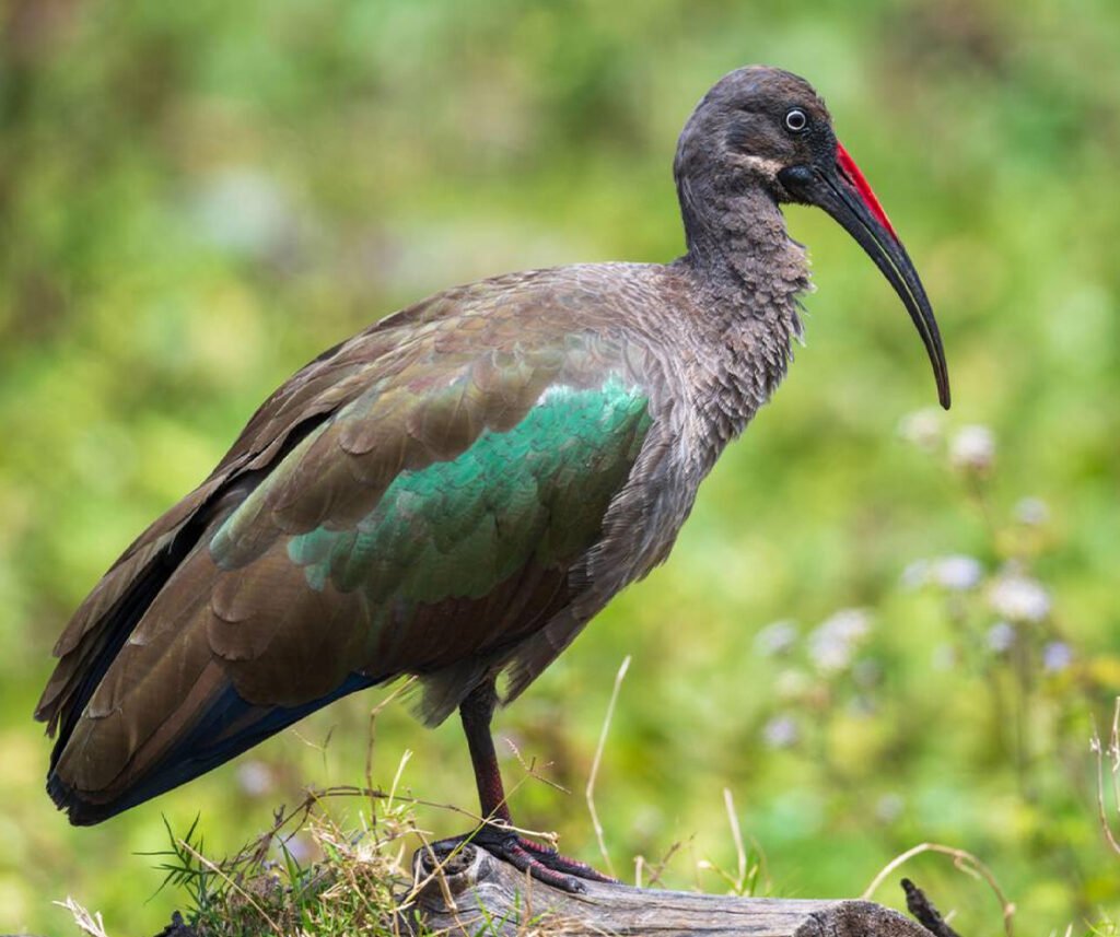facts about the Hadada Ibis