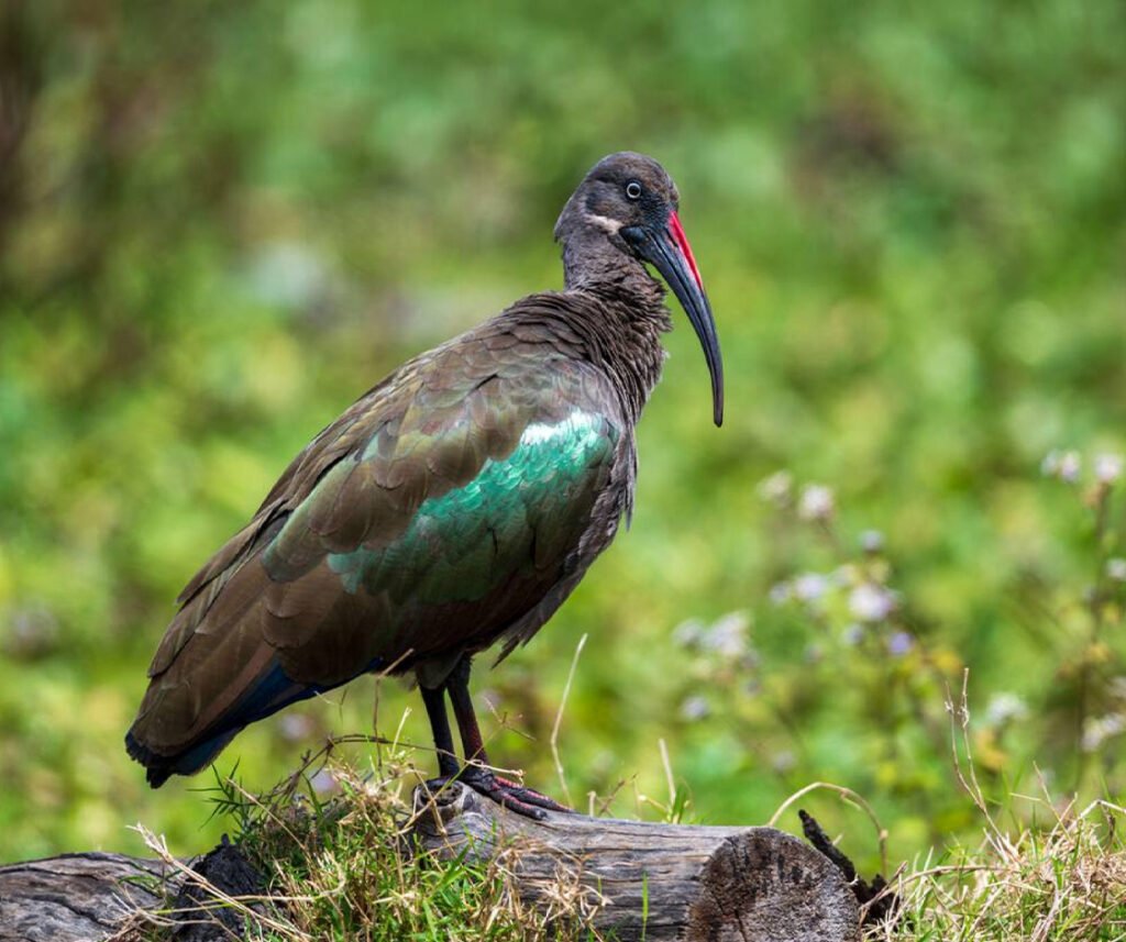 facts about the Hadada Ibis