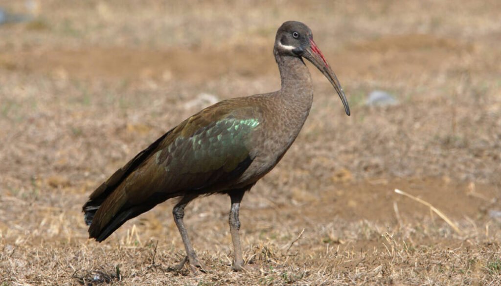 facts about the Hadada Ibis