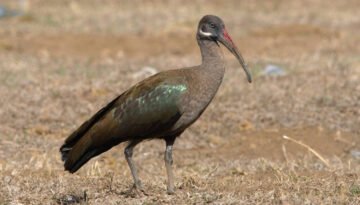 facts about the Hadada Ibis