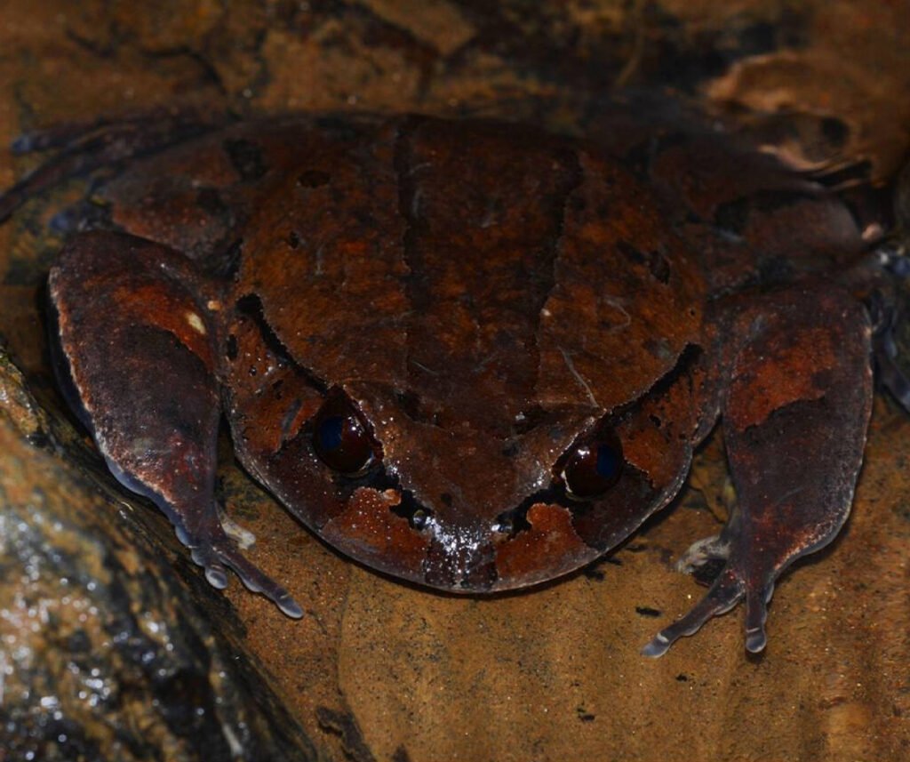 facts about the Hairy Frog