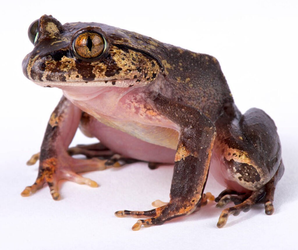 facts about the Hairy Frog