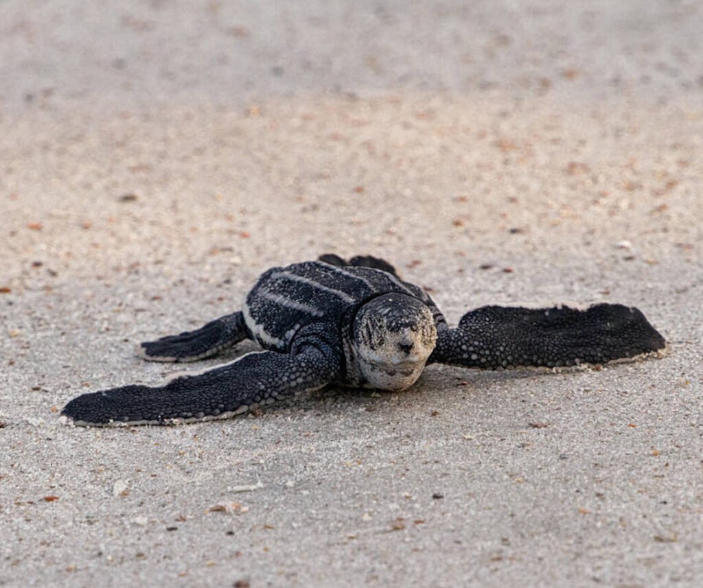 facts about the Leatherback Sea Turtle