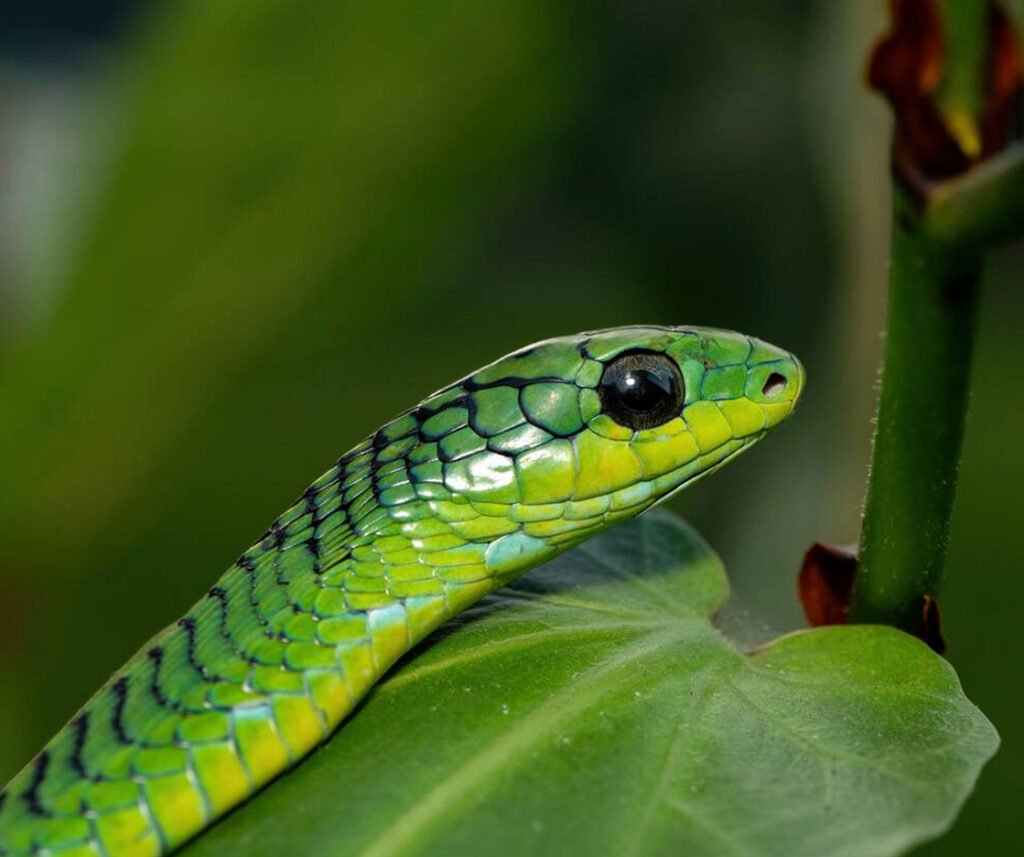 facts about the Boomslang