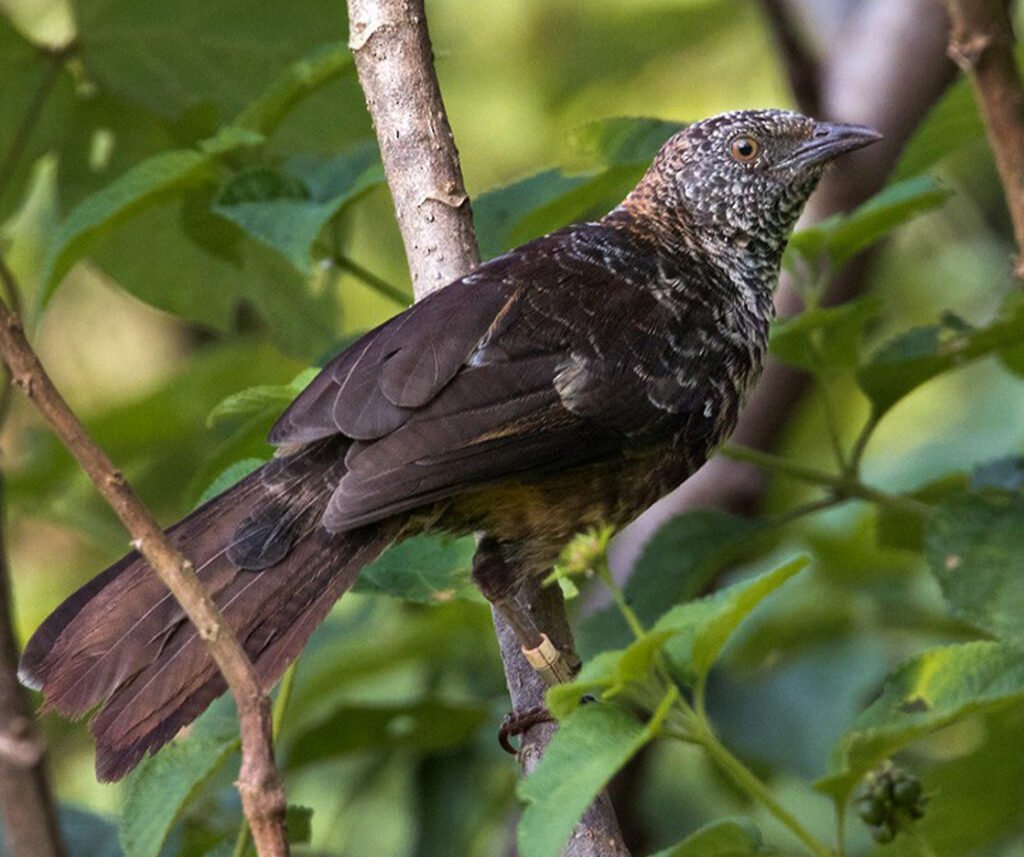facts about the Hinde’s Babbler