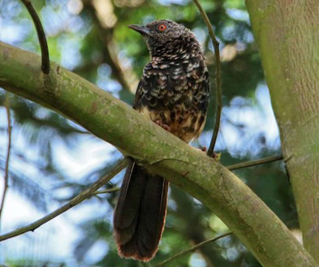 facts about the Hinde’s Babbler
