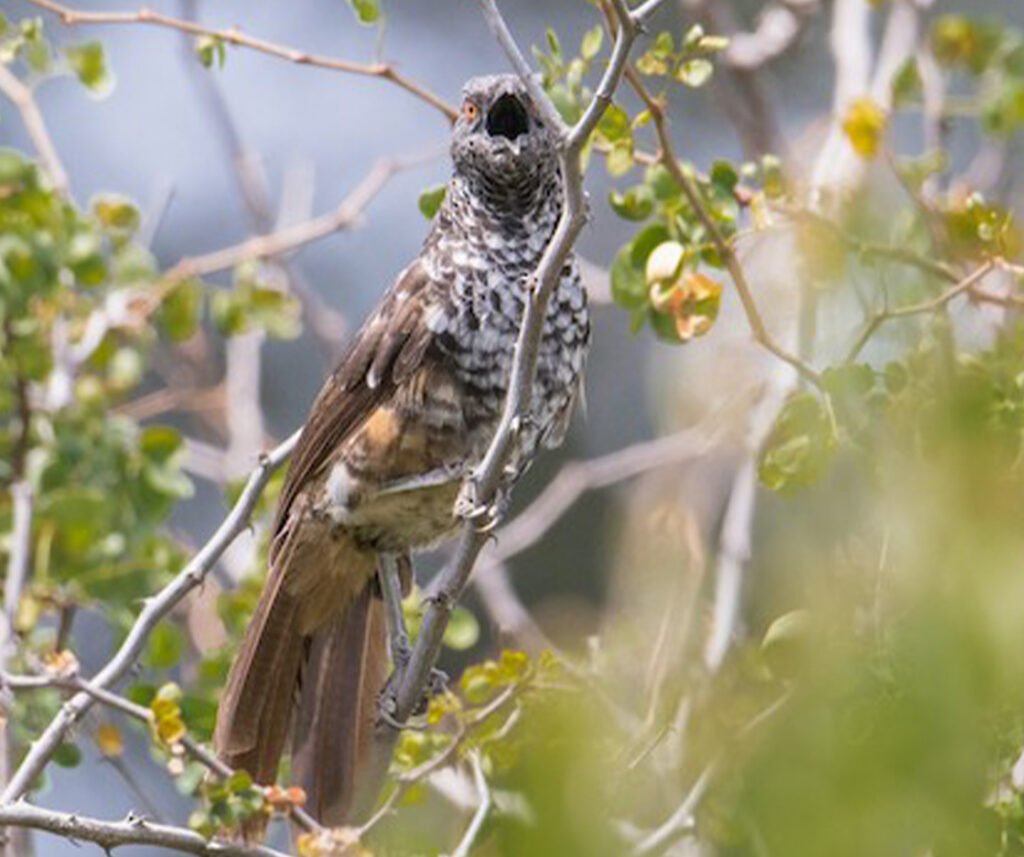 facts about the Hinde’s Babbler