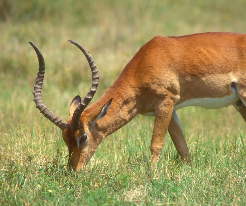 facts about the impala