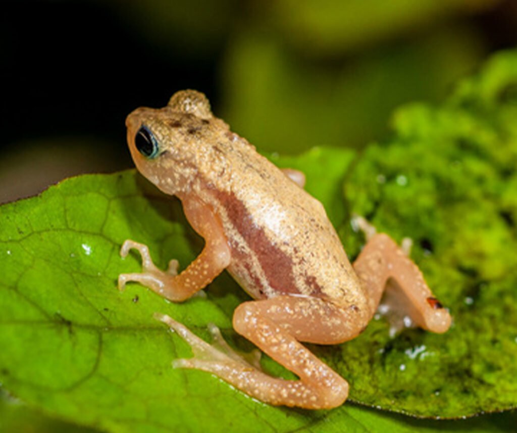 facts about the Kihansi Spray Toad