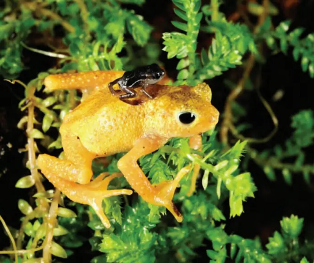 facts about the Kihansi Spray Toad