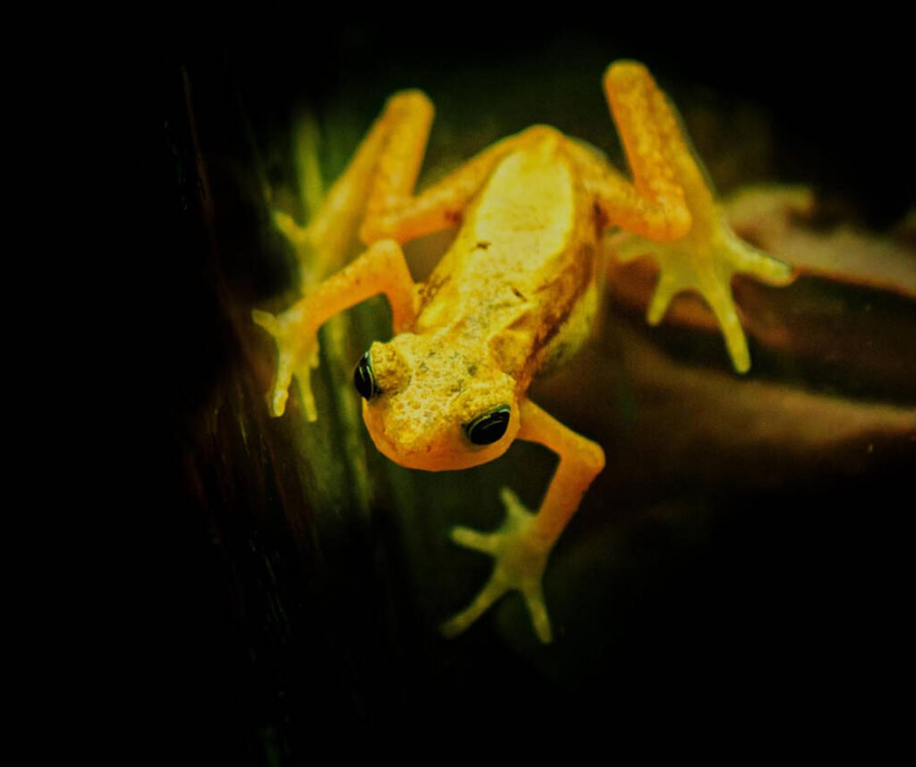 facts about the Kihansi Spray Toad