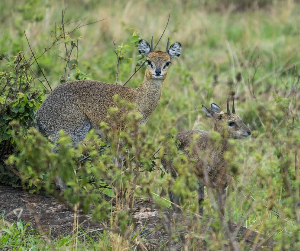 facts about the klipspringer