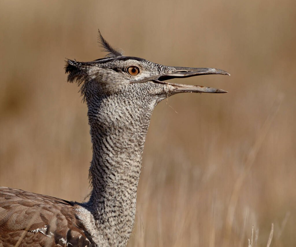 facts about the Kori Bustard