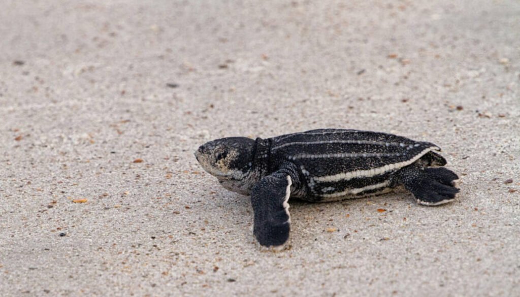 facts about the Leatherback Sea Turtle