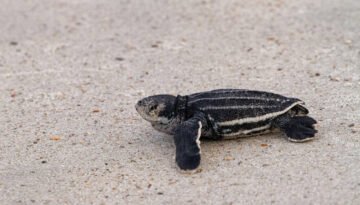 facts about the Leatherback Sea Turtle
