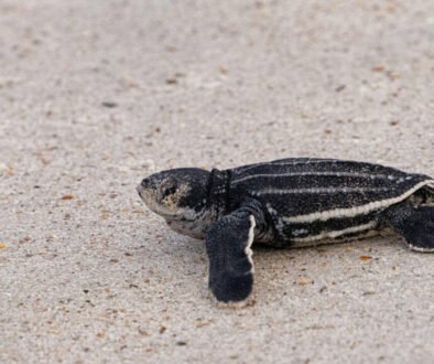 facts about the Leatherback Sea Turtle