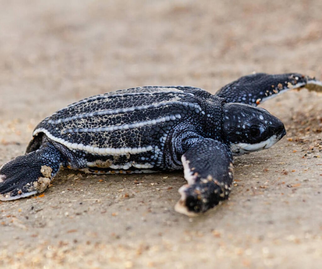 facts about the Leatherback Sea Turtle