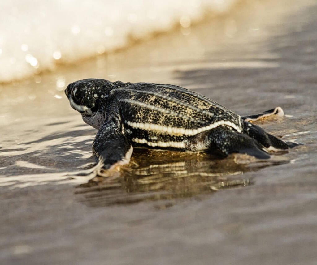 facts about the Leatherback Sea Turtle