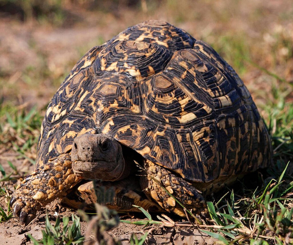 facts about the Leopard Tortoise