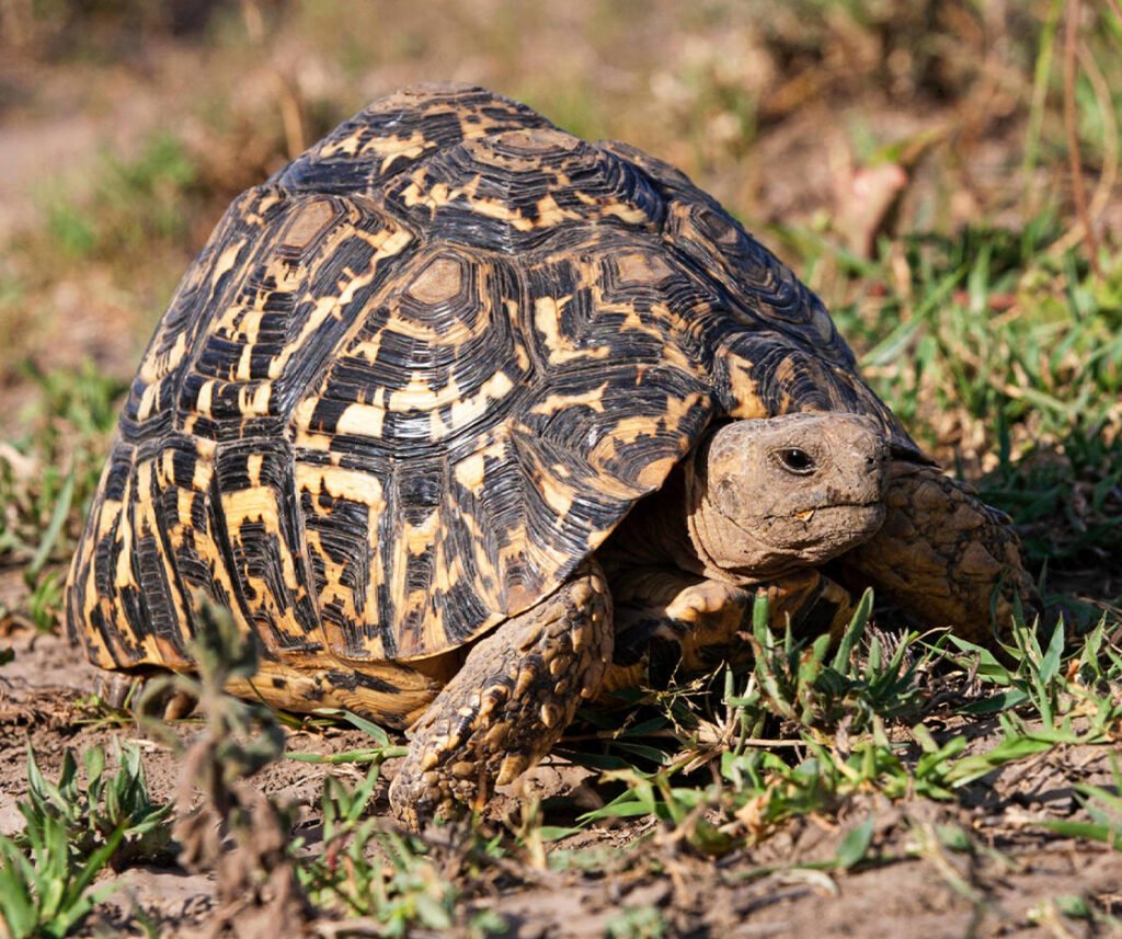 facts about the Leopard Tortoise